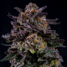 Gorilla Piña > BSF Seeds